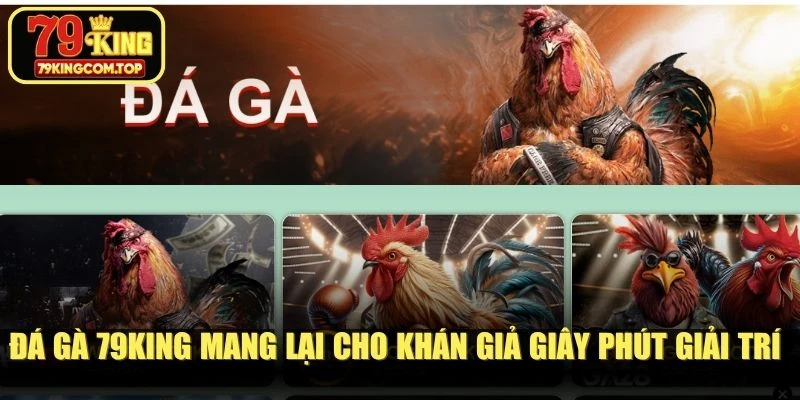 Đá gà 79KING mang lại cho khán giả những giây phút giải trí hot